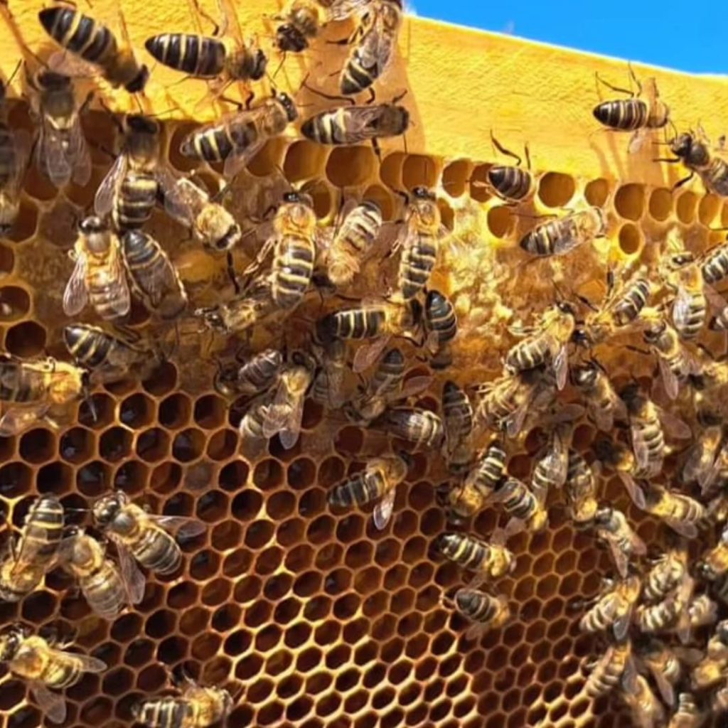 WhatsApp Image 2025-10-16 at 2.18.28 PM